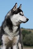 SIBERIAN HUSKY 679
